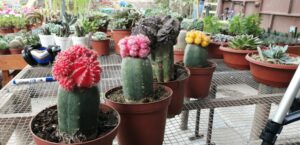 cactus terrarios