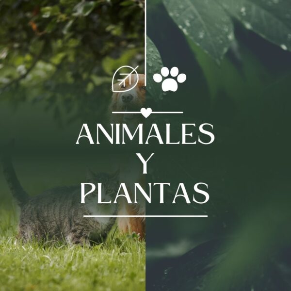 Animales y Plantas